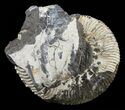 Wide Kosmoceras Ammonite - England #60294-1